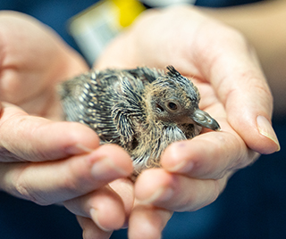 RSPCA Queensland animal rescue baby bird